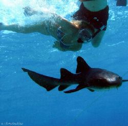 My girlfriens swimming with a shark at the corral gardens... by Andrew Kubica 